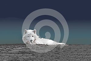 Arctic Wolf