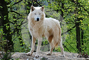 Arctic wolf