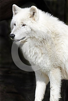 Arctic Wolf