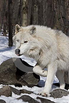 Arctic Wolf