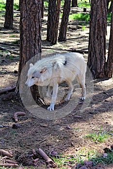 Arctic Wolf