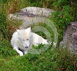 Arctic Wolf