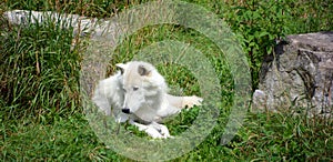 Arctic Wolf