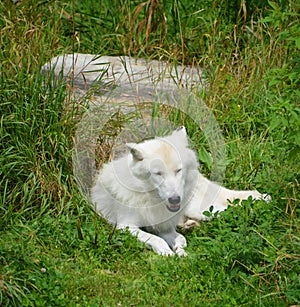 Arctic Wolf