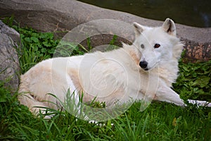 Arctic Wolf