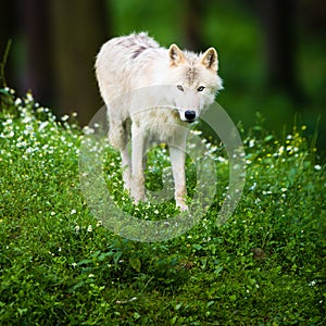 Arctic Wolf aka Polar Wolf or White Wolf