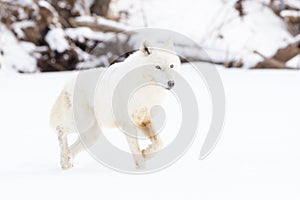 Arctic wolf with bright eyes