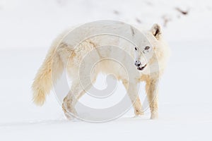Arctic wolf broadside photo