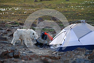 Arctic Wolf In Camp