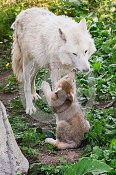 Arctic Wolf - Canis lupus