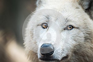 Arctic Wolf Canis lupus arctos