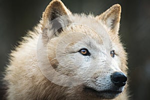 Arctic Wolf Canis lupus arctos