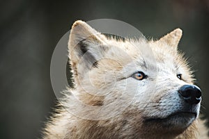 Arctic Wolf Canis lupus arctos