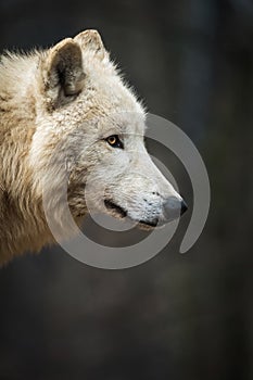 Arctic Wolf Canis lupus arctos