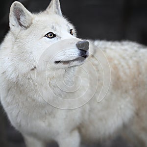 Arctic Wolf (Canis lupus arctos)