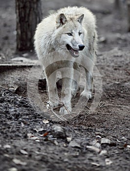 Arctic Wolf (Canis lupus arctos)