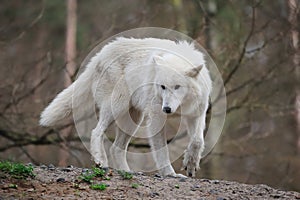 Arctic Wolf (Canis lupus arctos)