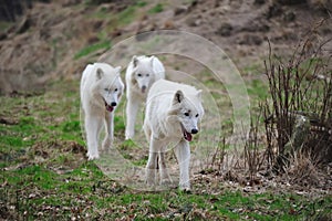 Arctic Wolf (Canis lupus arctos) photo