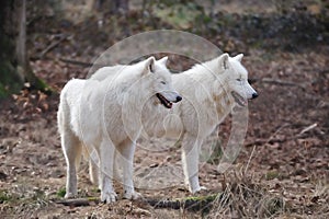 Arctic Wolf (Canis lupus arctos) photo