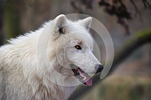 Arctic Wolf (Canis lupus arctos) photo