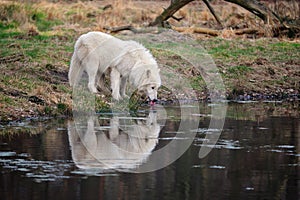 Arctic Wolf (Canis lupus arctos)