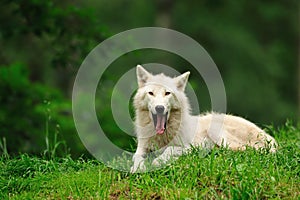 Arctic Wolf (Canis lupus arctos) photo