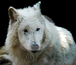 Arctic wolf (Canis lupus arctos)