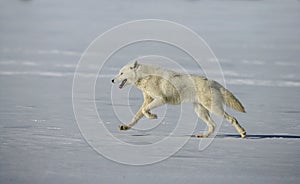 Arctic wolf, Canis lupus arctos