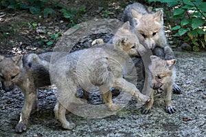 Arctic wolf Canis lupus arctos