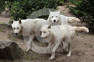 Arctic wolf Canis lupus arctos