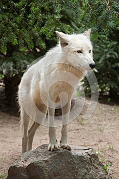 Arctic wolf Canis lupus arctos