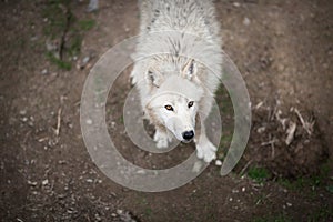 Arctic Wolf (Canis lupus arctos) aka Polar Wolf or White Wolf