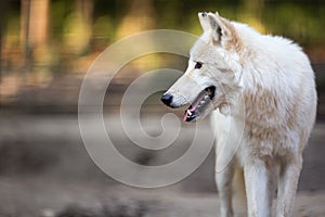 Arctic Wolf (Canis lupus arctos) aka Polar Wolf or White Wolf