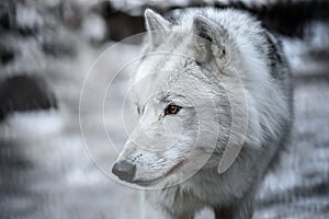 Arctic Wolf Canis lupus arctos aka Polar Wolf or White Wolf - Close-up portrait of this beautiful predator