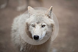 Arctic Wolf (Canis lupus arctos) aka Polar Wolf or White Wolf photo