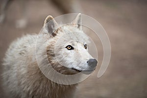 Arctic Wolf (Canis lupus arctos) aka Polar Wolf or White Wolf photo