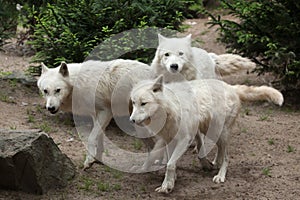 Arctic wolf Canis lupus arctos photo