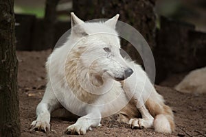 Arctic wolf Canis lupus arctos photo