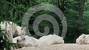 Arctic wolf Canis lupus arctos, also known as the white wolf or polar wolf