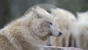 Arctic wolf Canis lupus arctos, also known as the white wolf or polar wolf