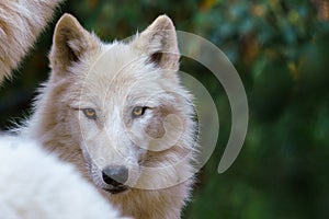 Arctic wolf Canis lupus arctos, also known as the white wolf or polar wolf