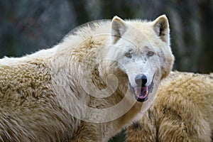 Arctic wolf Canis lupus arctos, also known as the white wolf or polar wolf