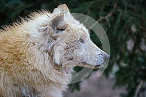 Arctic wolf Canis lupus arctos, also known as the white wolf or polar wolf