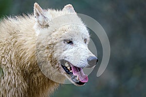 Arctic wolf Canis lupus arctos, also known as the white wolf or polar wolf