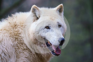 Arctic wolf Canis lupus arctos, also known as the white wolf or polar wolf