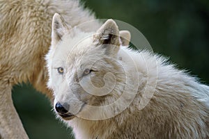 Arctic wolf Canis lupus arctos, also known as the white wolf or polar wolf