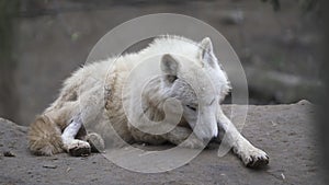 Arctic wolf Canis lupus arctos, also known as the white wolf or polar wolf