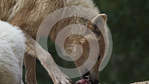 Arctic wolf Canis lupus arctos, also known as the white wolf or polar wolf eats prey