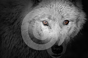 Arctic wolf Canis lupus arctos colored eyes in black and white picture