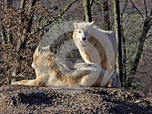 Arctic wolf, Canis lupus arctos, is a dreaded hunter, lives in packs